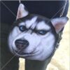 Fidgety Husky