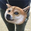 Aggravating Akita Inu